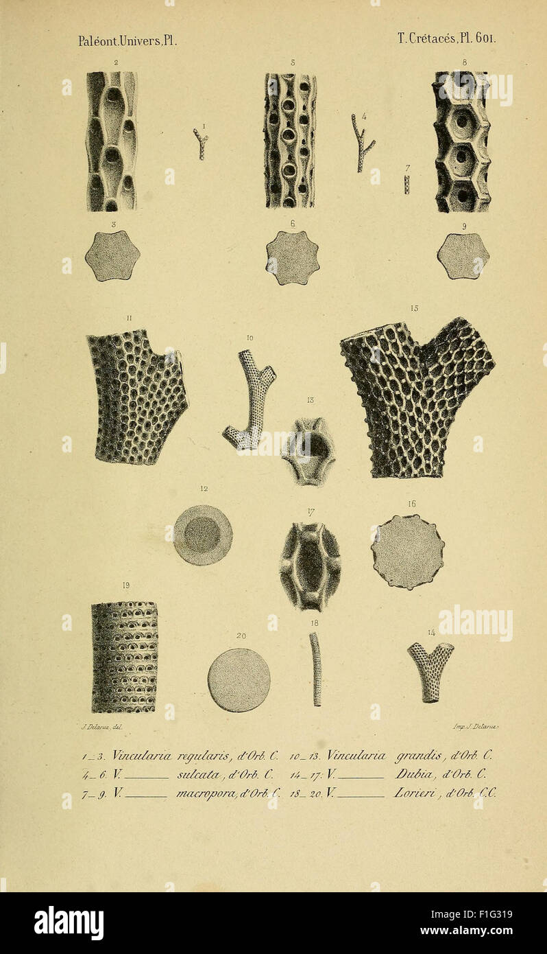 Paléontologie française (Pl. 601) Foto Stock