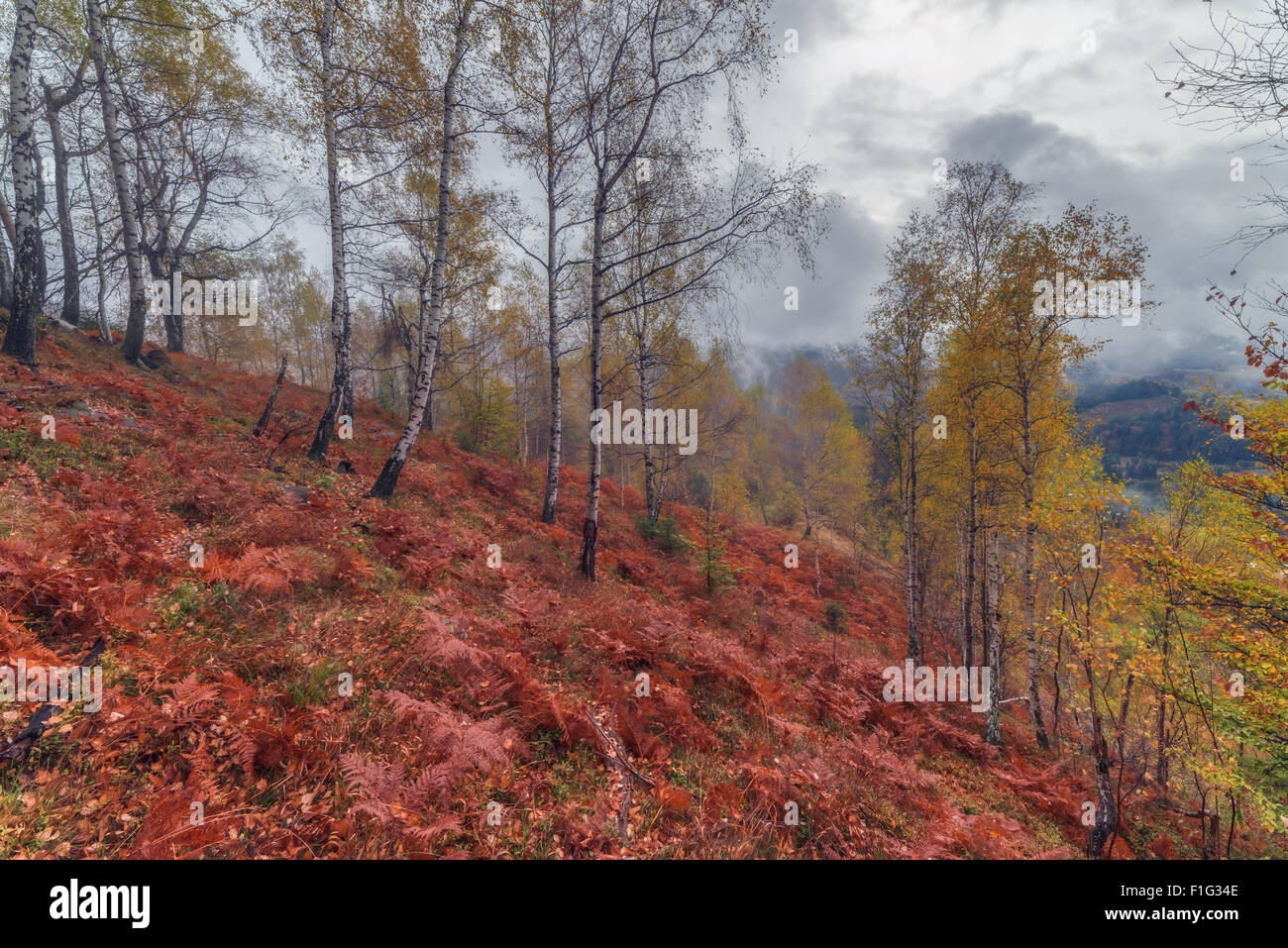 Majestic foglie di felce con un cielo nuvoloso su una valle di montagna. Drammatica serata colorata scena. Carpazi, Ucraina, l'Europa. Foto Stock