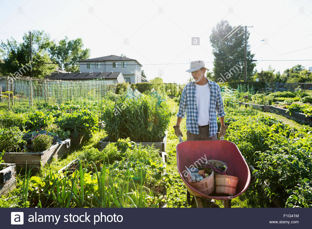 Senior uomo con carriola nel soleggiato giardino vegetale Foto Stock