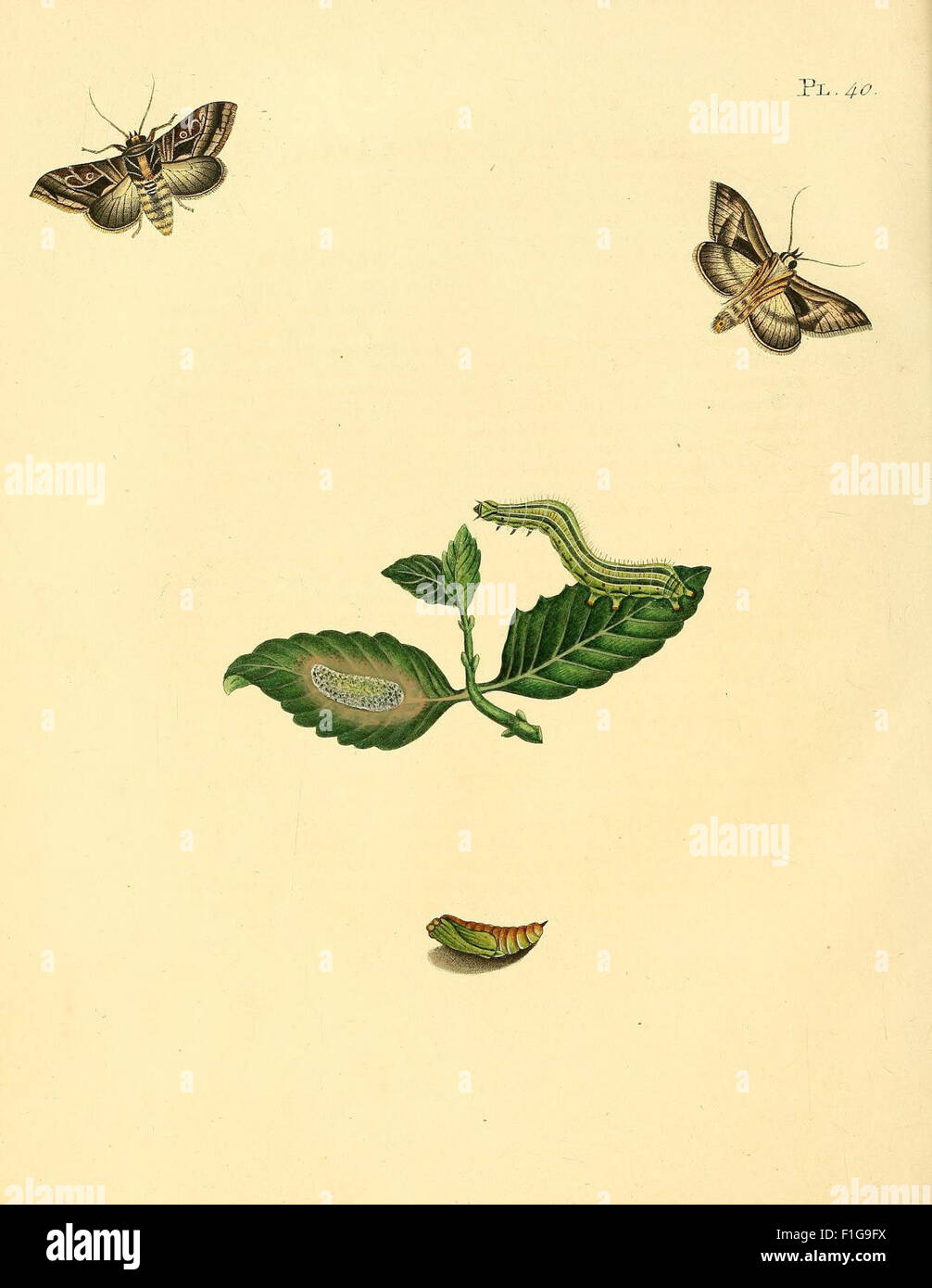 Surinaamsche vlinders (Pl. 40) Foto Stock