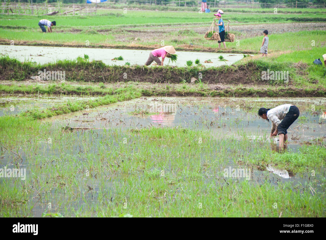 Le persone che lavorano sulle piastre di riso nei pressi di Yangshuo. Foto Stock