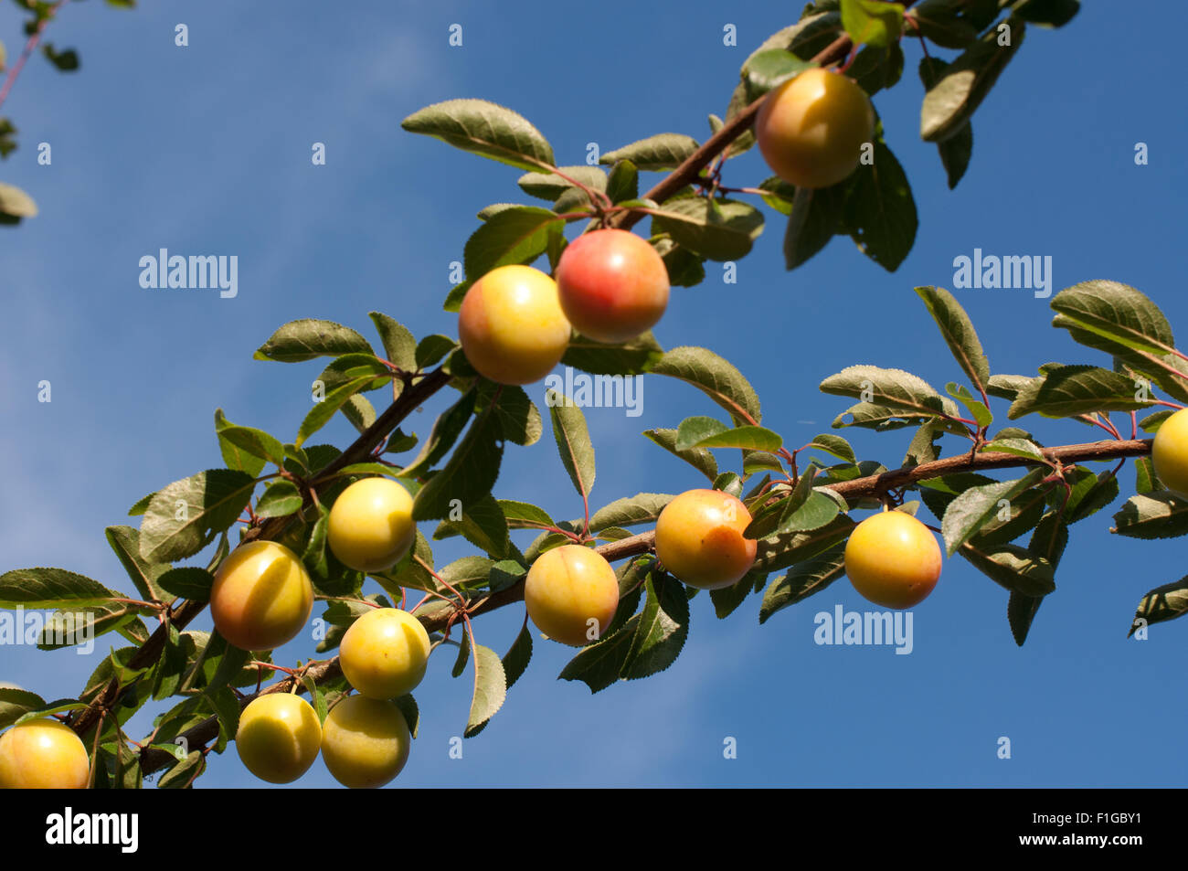 Reneclaudenbaum mit Früchten halbreifen strahlend vor blauem Himmel Foto Stock