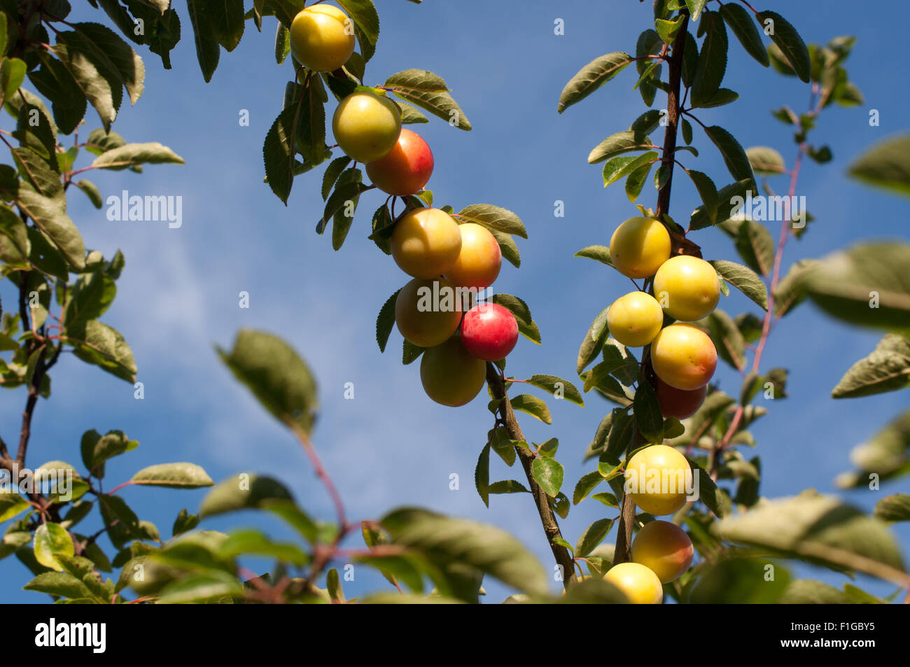 Reneclaudenbaum mit Früchten kurz vor der Reife im Juli. Foto Stock