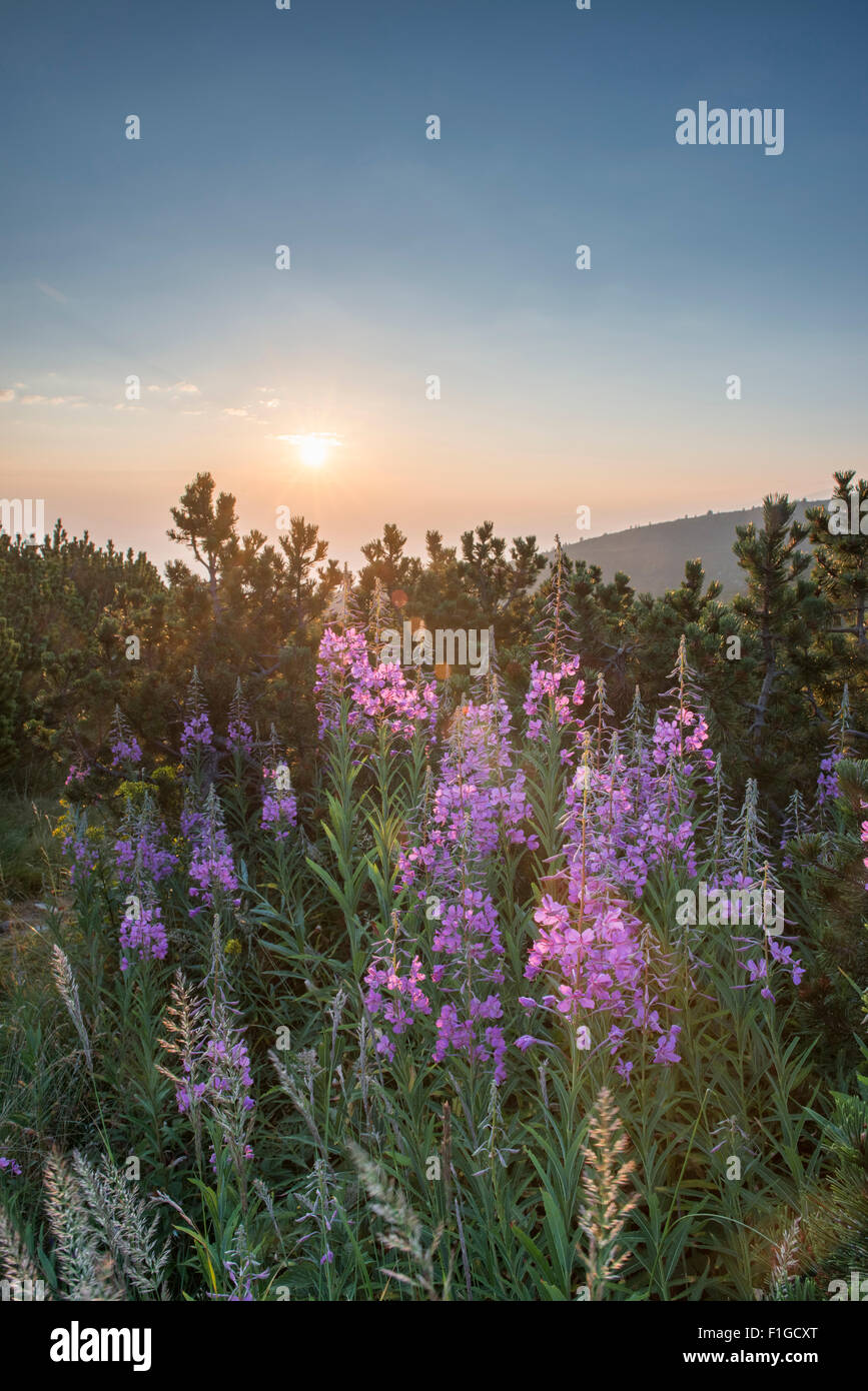 Sunrise in montagna. La Bulgaria, montagna Rila Foto Stock
