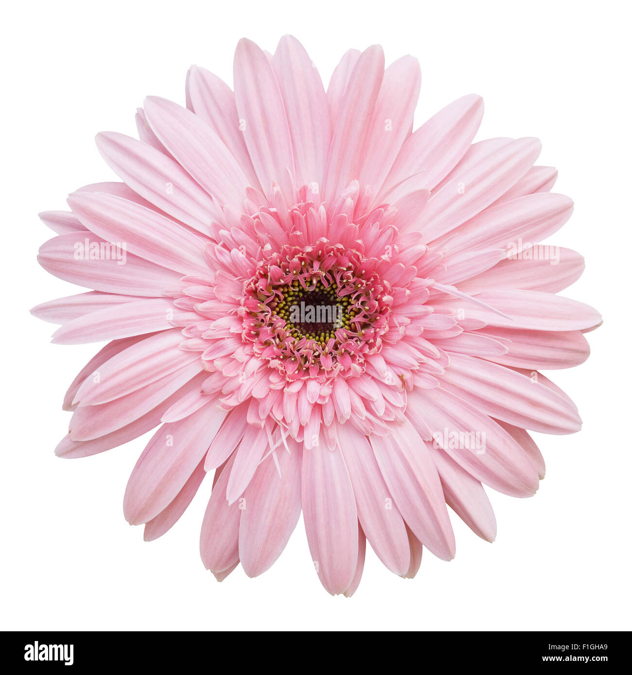 Pink gerbera fiore isolato su bianco con tracciato di ritaglio Foto Stock