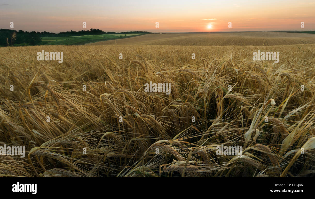 Campo di grano al sunrise Foto Stock
