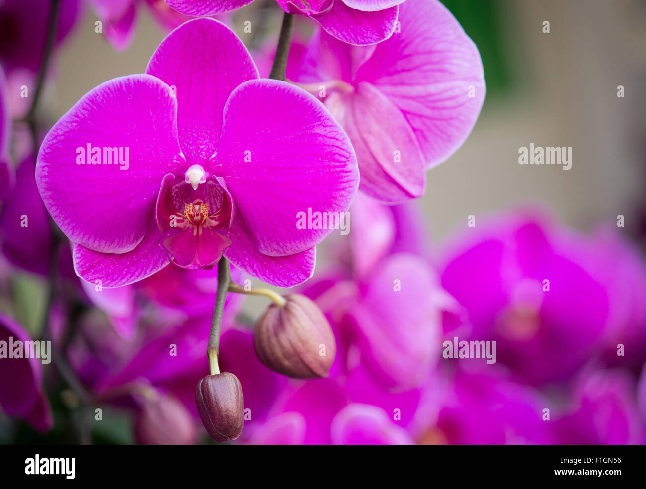 Rosa phalaenopsis orchid flower Foto Stock