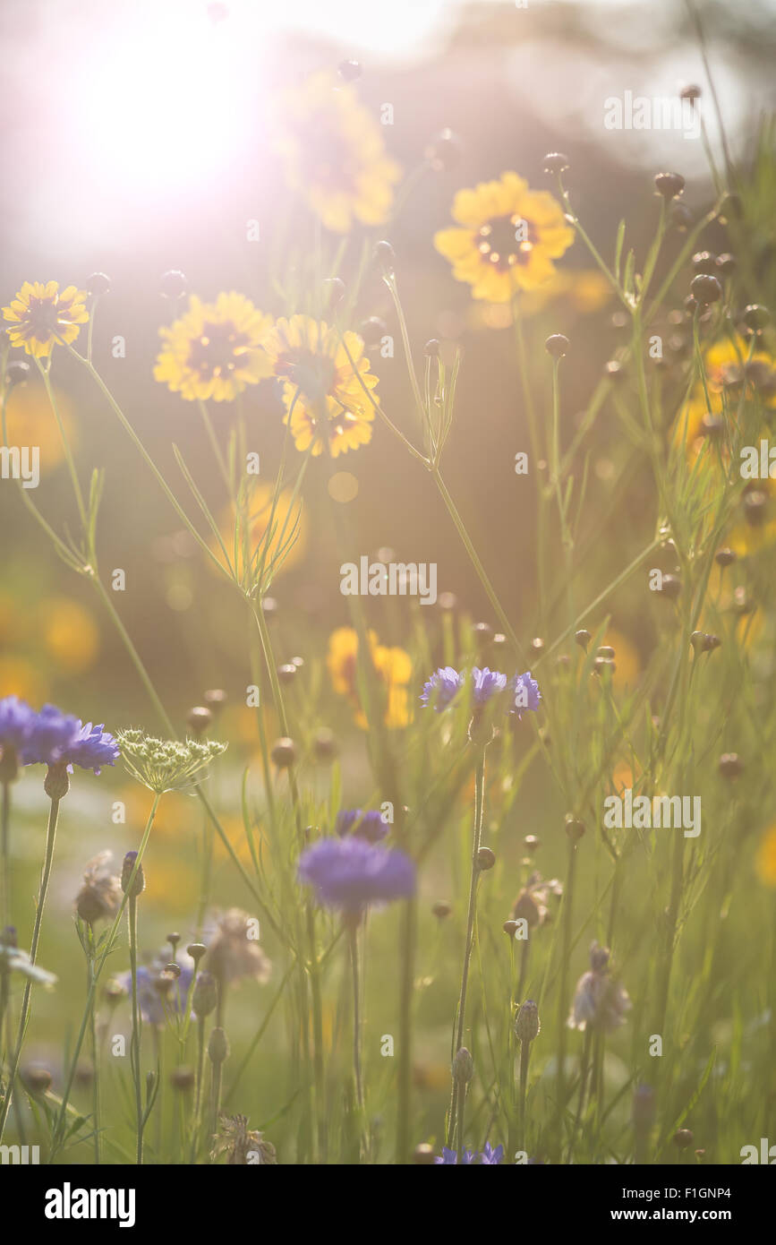 Instagram effetto filtro immagine fiore del sole Foto Stock