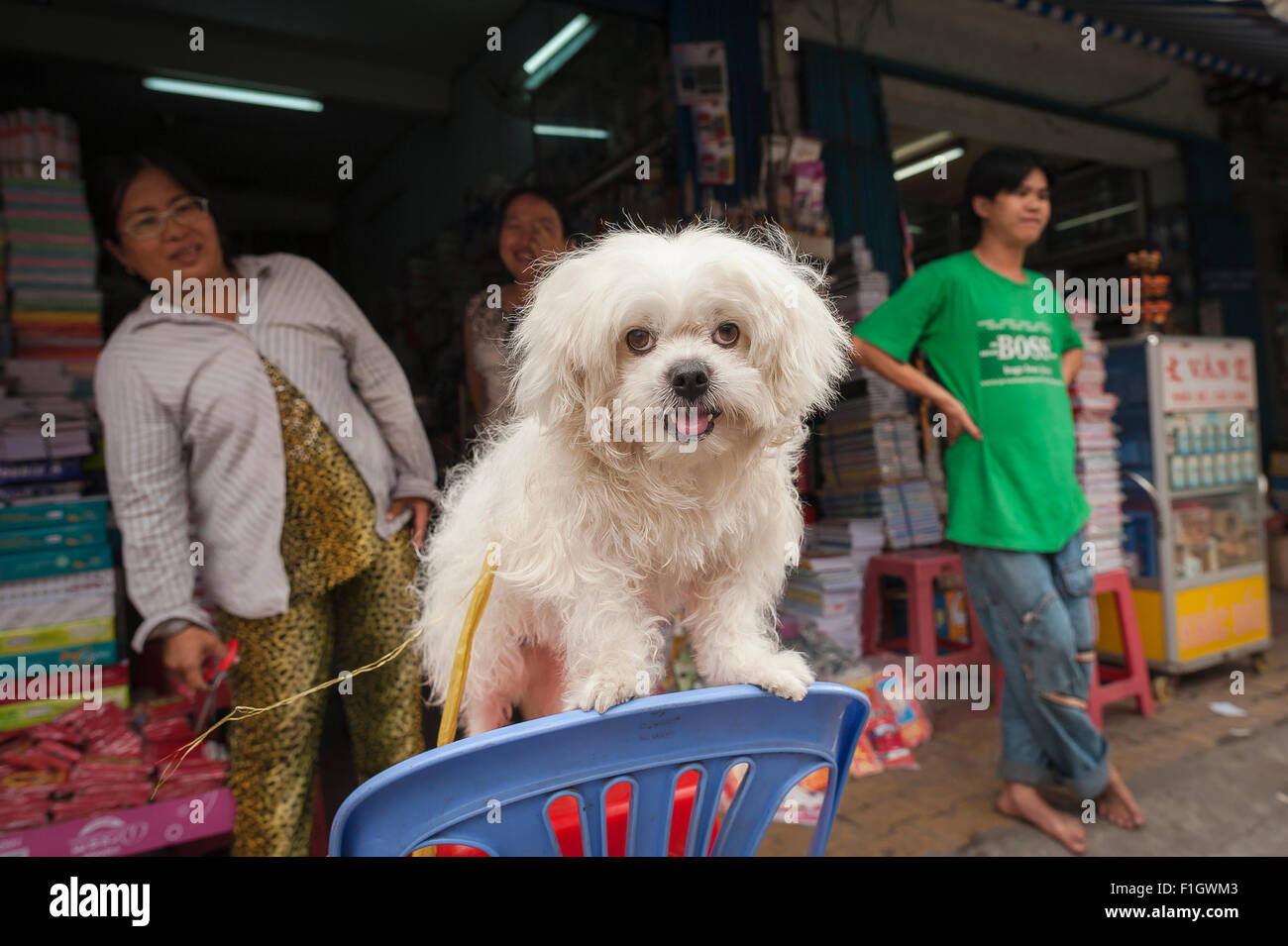 Cane bianco Via Carini, in Cholon area di Ho Chi Minh City un cane attende pazientemente per il suo titolare di agganciare il suo mantello, Vietnam. Foto Stock