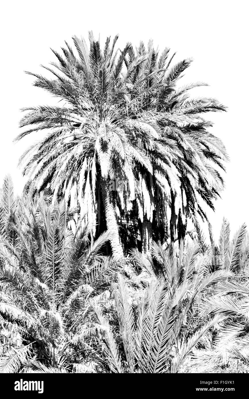 Tropical palm in Marocco da solo e il cielo Foto Stock