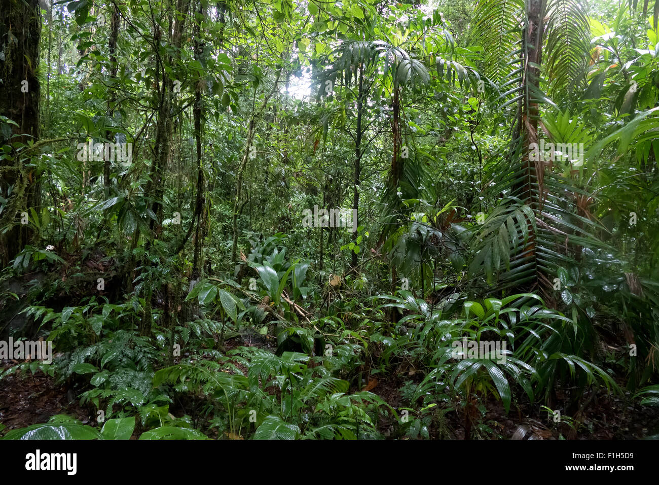 Veduta del Parco Nazionale di Braulio Carrillo in Costa Rica, America Centrale. Giungla, foresta, foresta pluviale, conservazione della natura, alberi tropicali Foto Stock