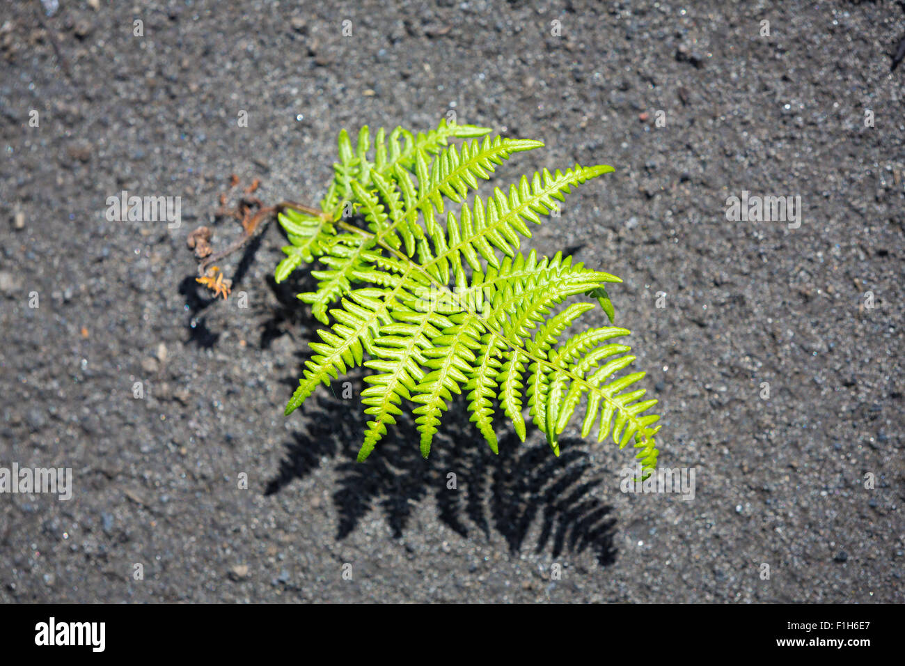 Colore verde brillante Fern impianto in sabbia nera vulcanica del vulcano Bromo sull'isola di Java in Indonesia, in Asia. Foto Stock