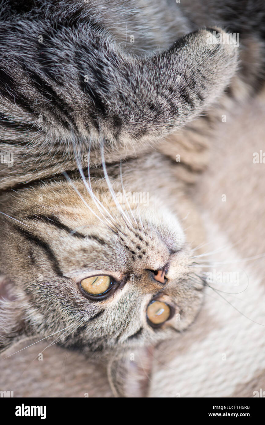 British Shorthair Gatto sdraiato sul tappeto che guarda lontano. Foto Stock