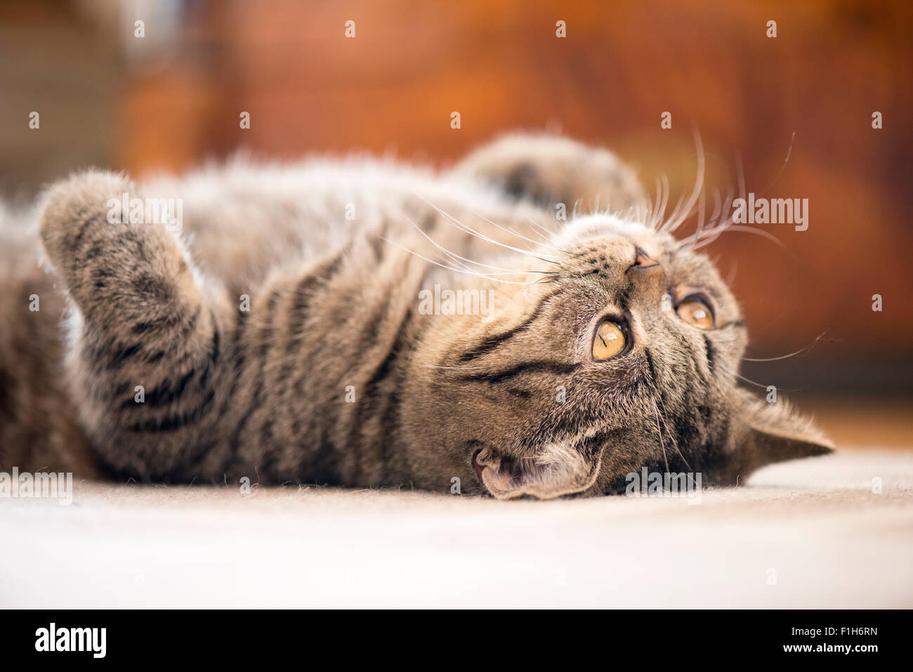 British Shorthair Gatto sdraiato sul tappeto guardando verso l'alto. Foto Stock