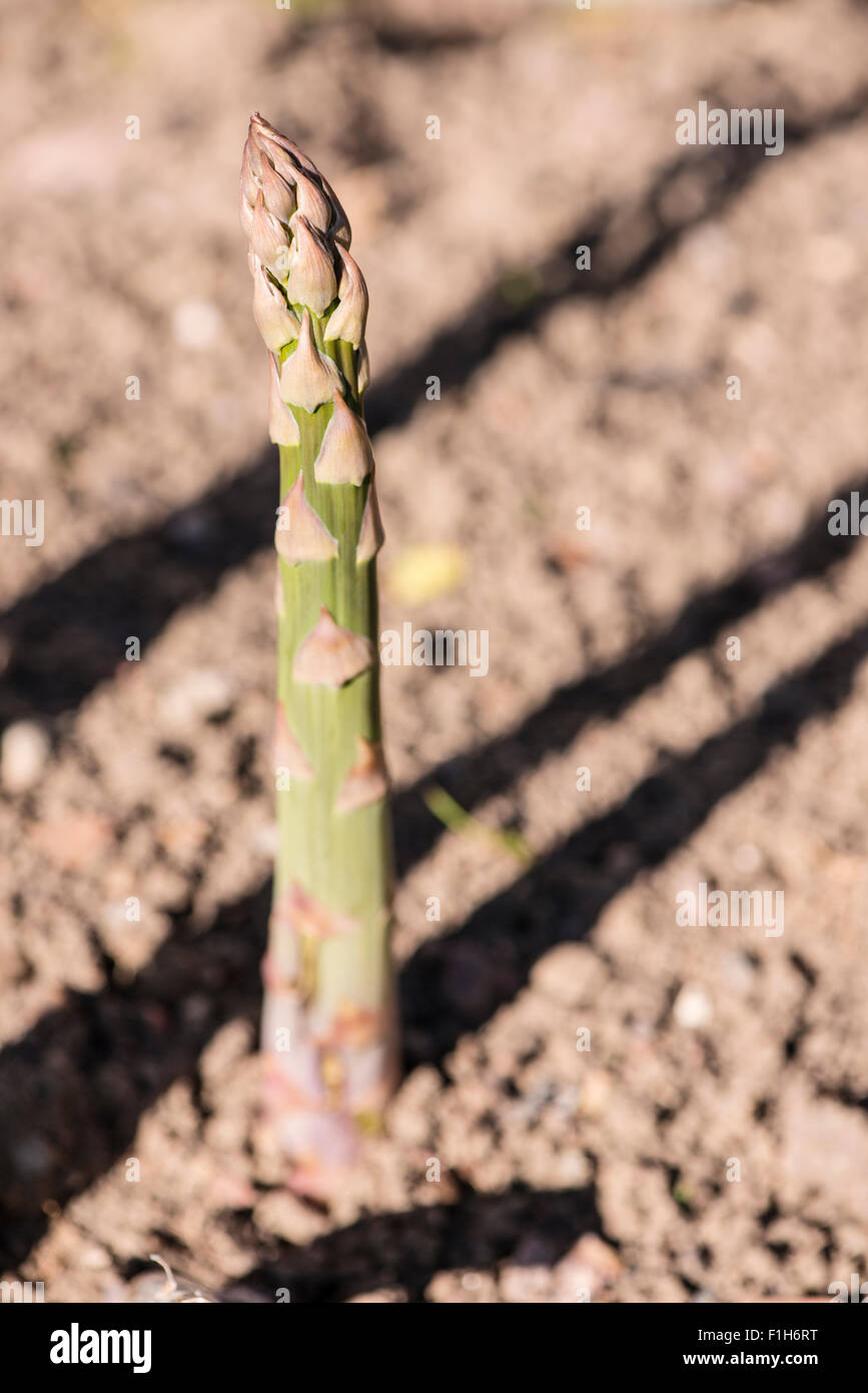 Primo piano del verde a base di asparagi crescono nel giardino vegetale Foto Stock