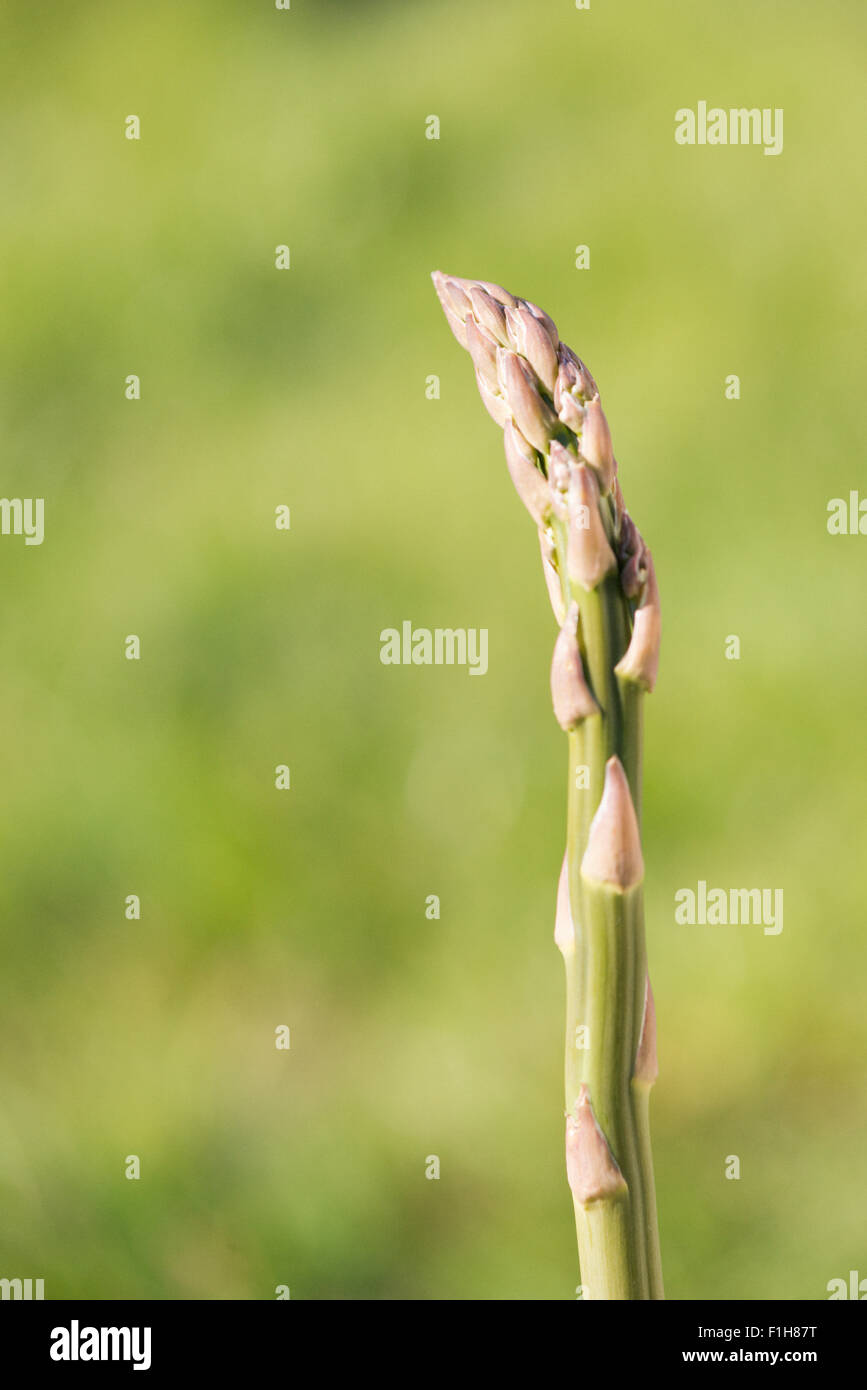 Primo piano del verde a base di asparagi crescono nel giardino vegetale Foto Stock