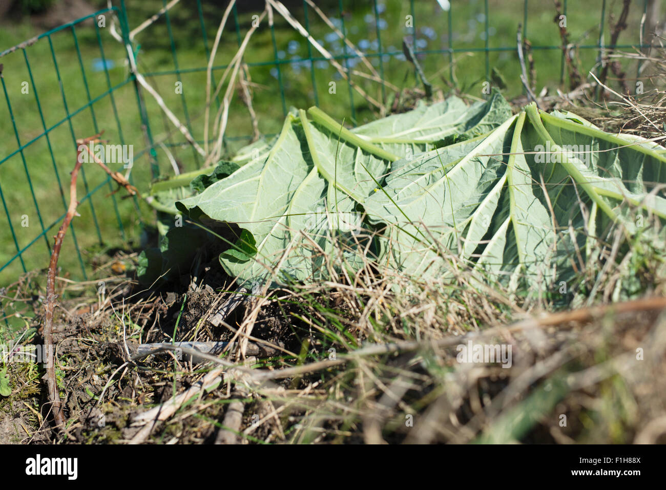 Close up di compost bin in giardino riempito di rifiuti vegetali Foto Stock