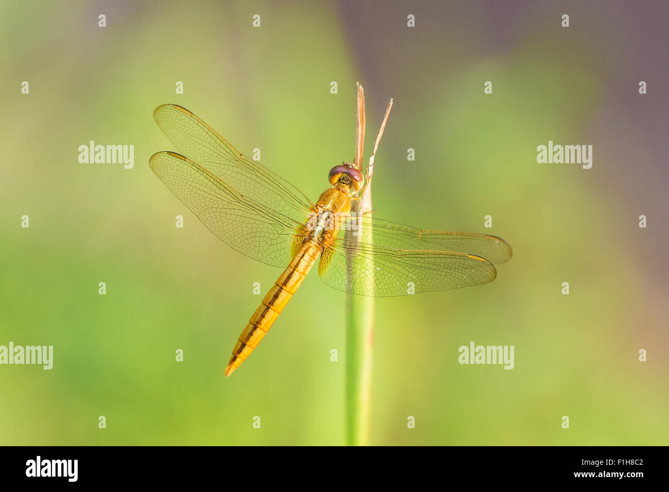 Libellula arancione sullo stelo di una pianta. Foto Stock