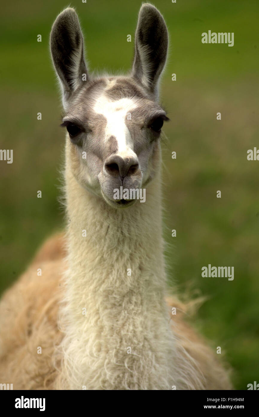Llama / South American animale Foto Stock