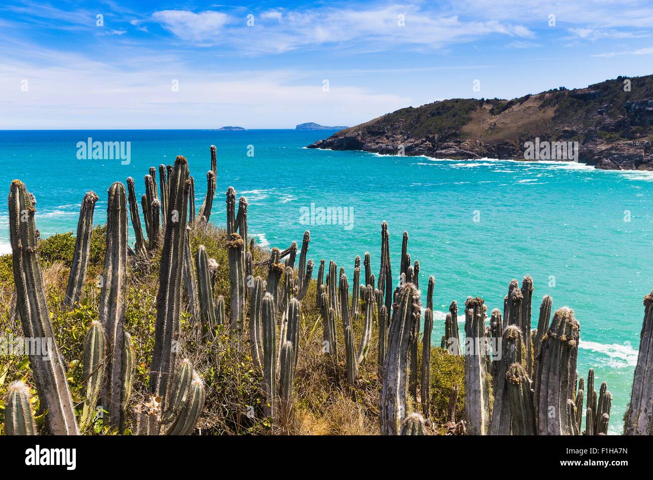 Vista di cactus e costa a Boca da Barra, Buzios, Rio de Janeiro, Brasile Foto Stock