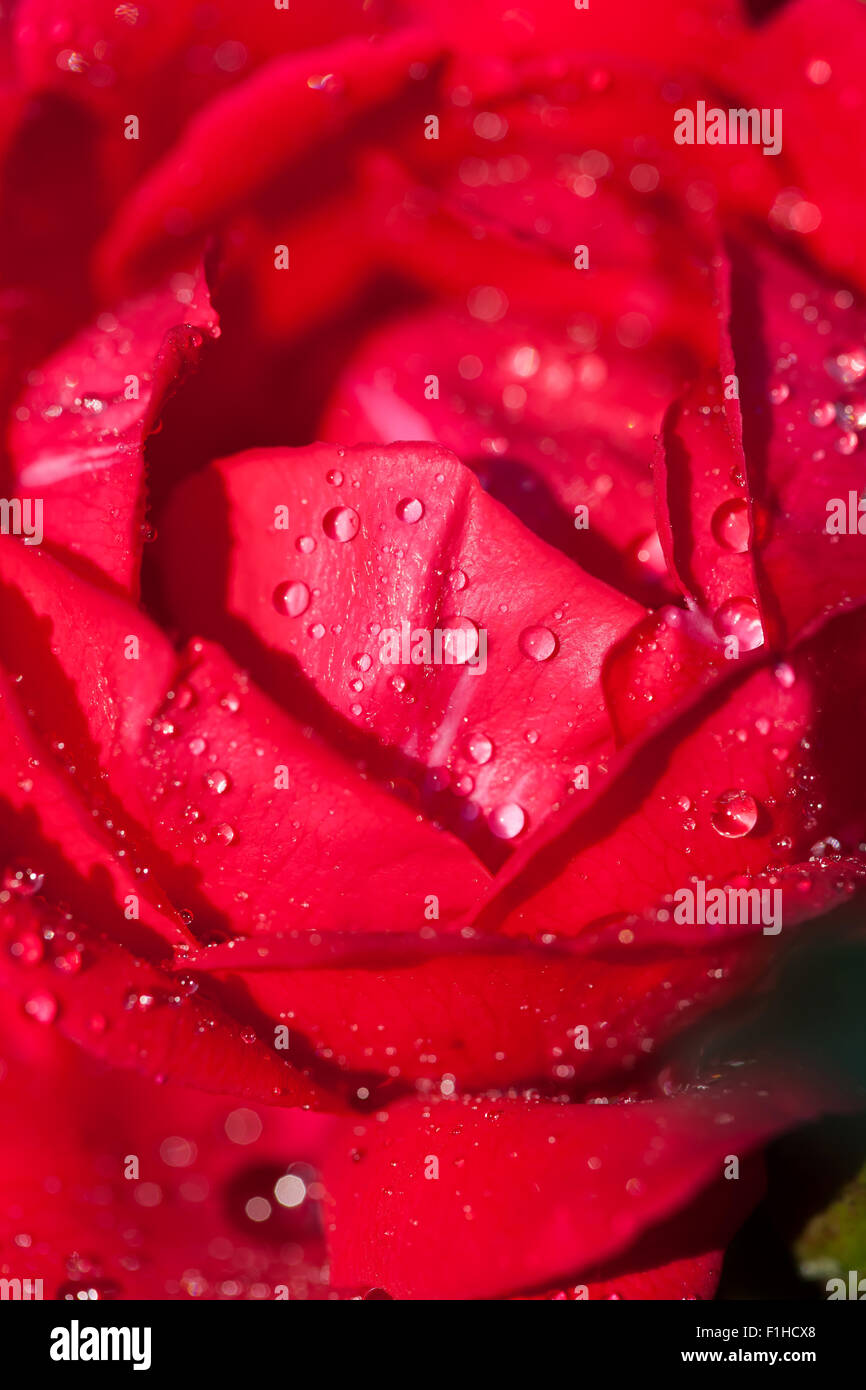 Bella rosa fiore macro shot. Scheda di amore Foto Stock