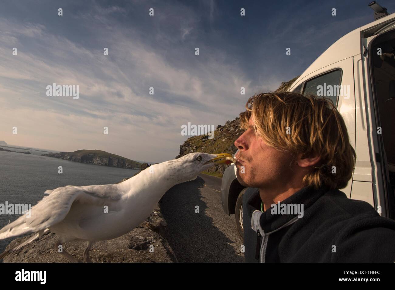Bird prendendo il cibo da uomo di bocca, Slea testa,County Kerry, Irlanda Foto Stock