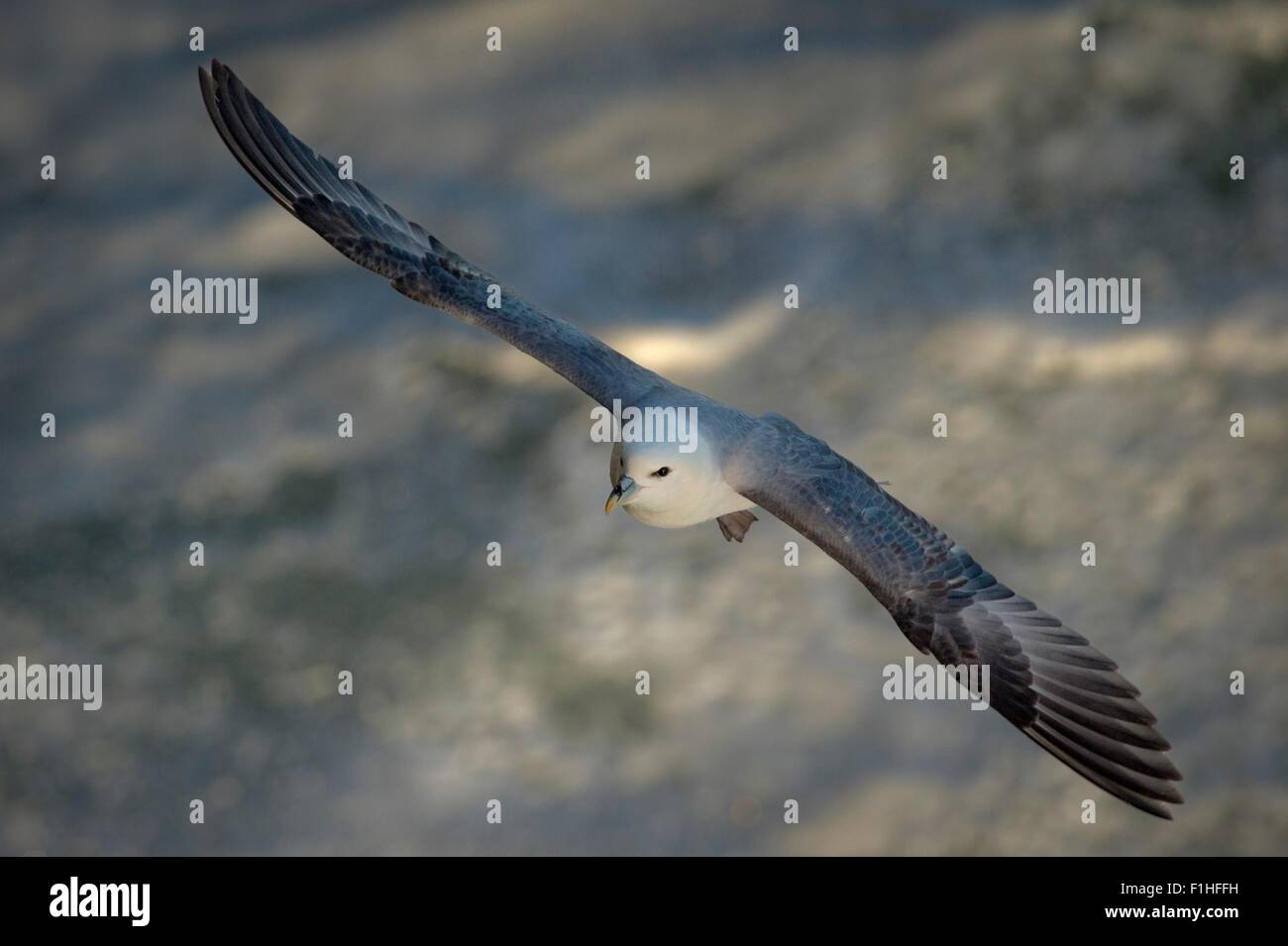 Fulmar in volo Foto Stock