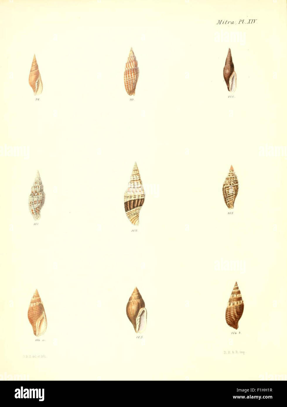 Conchologia iconica, o illustrazioni dei gusci di animali molluscous (Mitra, piastra 14) Foto Stock