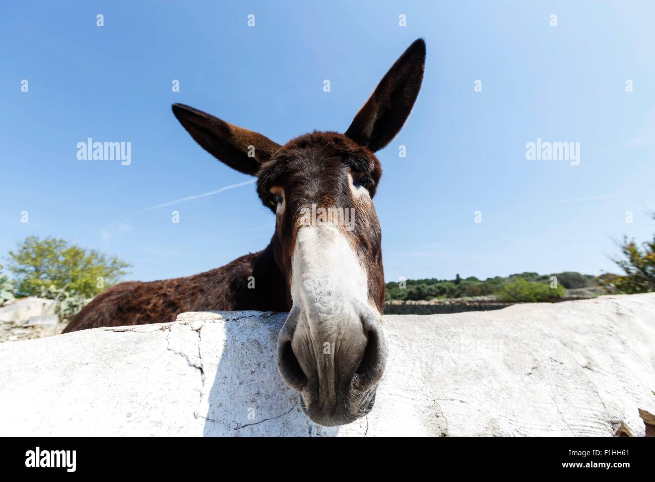 Ritratto di asino curioso, Menorca, Spagna Foto Stock