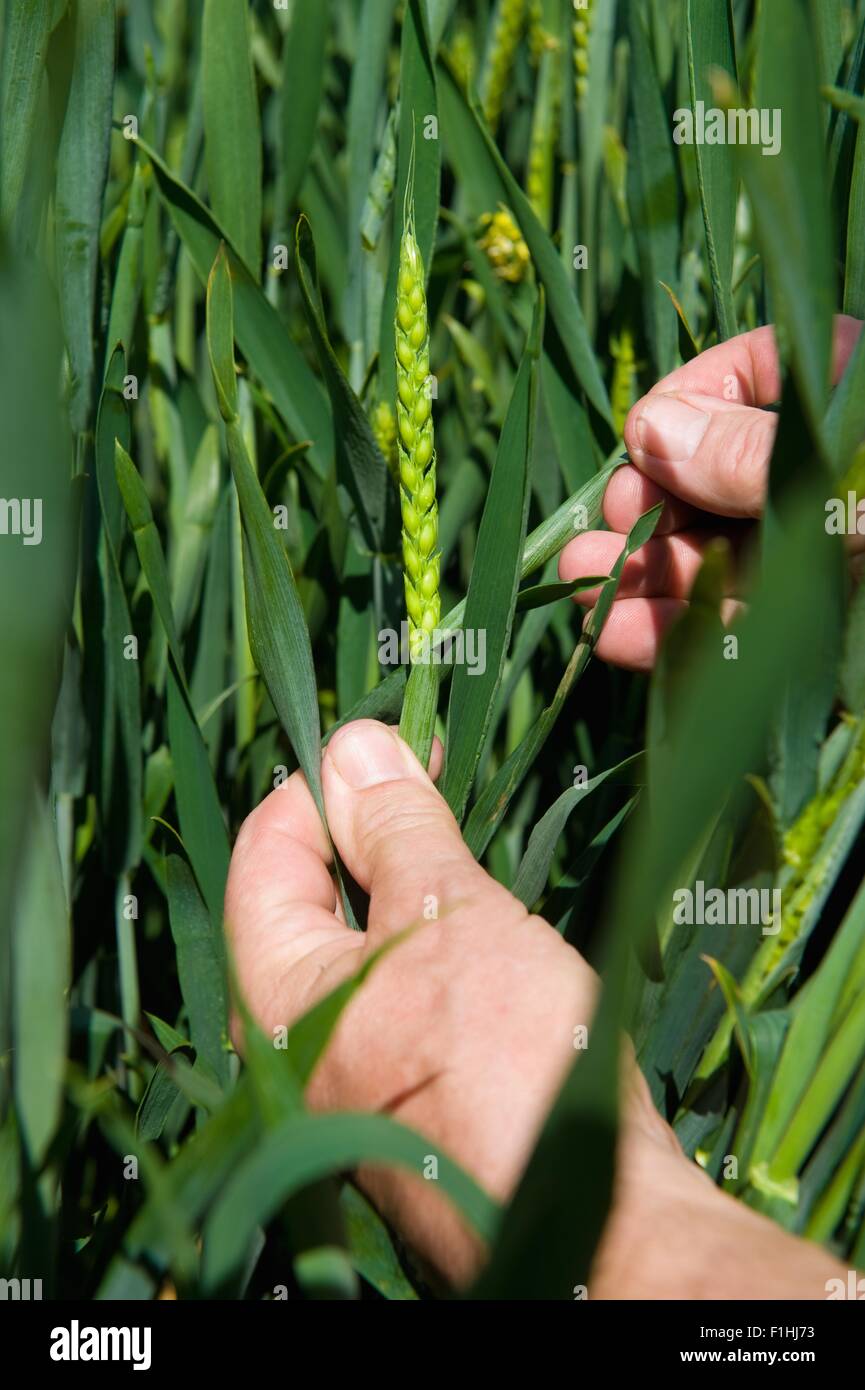 Close up di agricoltori maschio lato esaminando chicco di grano in un campo Foto Stock