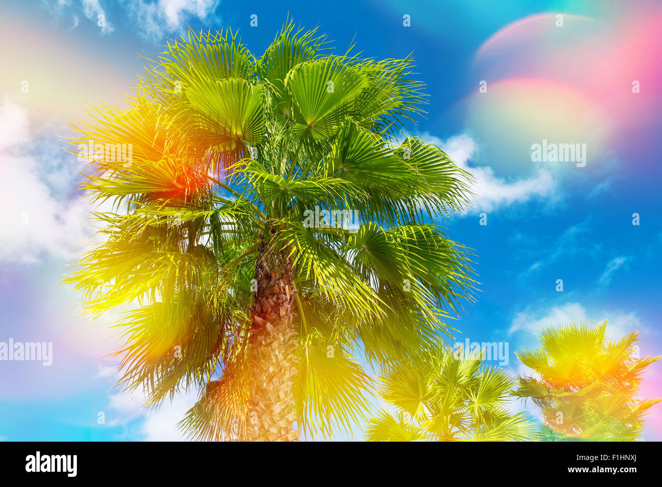 Green Palm tree contro la bella e soleggiata cielo blu. Estate vacanze natura sfondo con perdite di luce e di riflessi lente Foto Stock