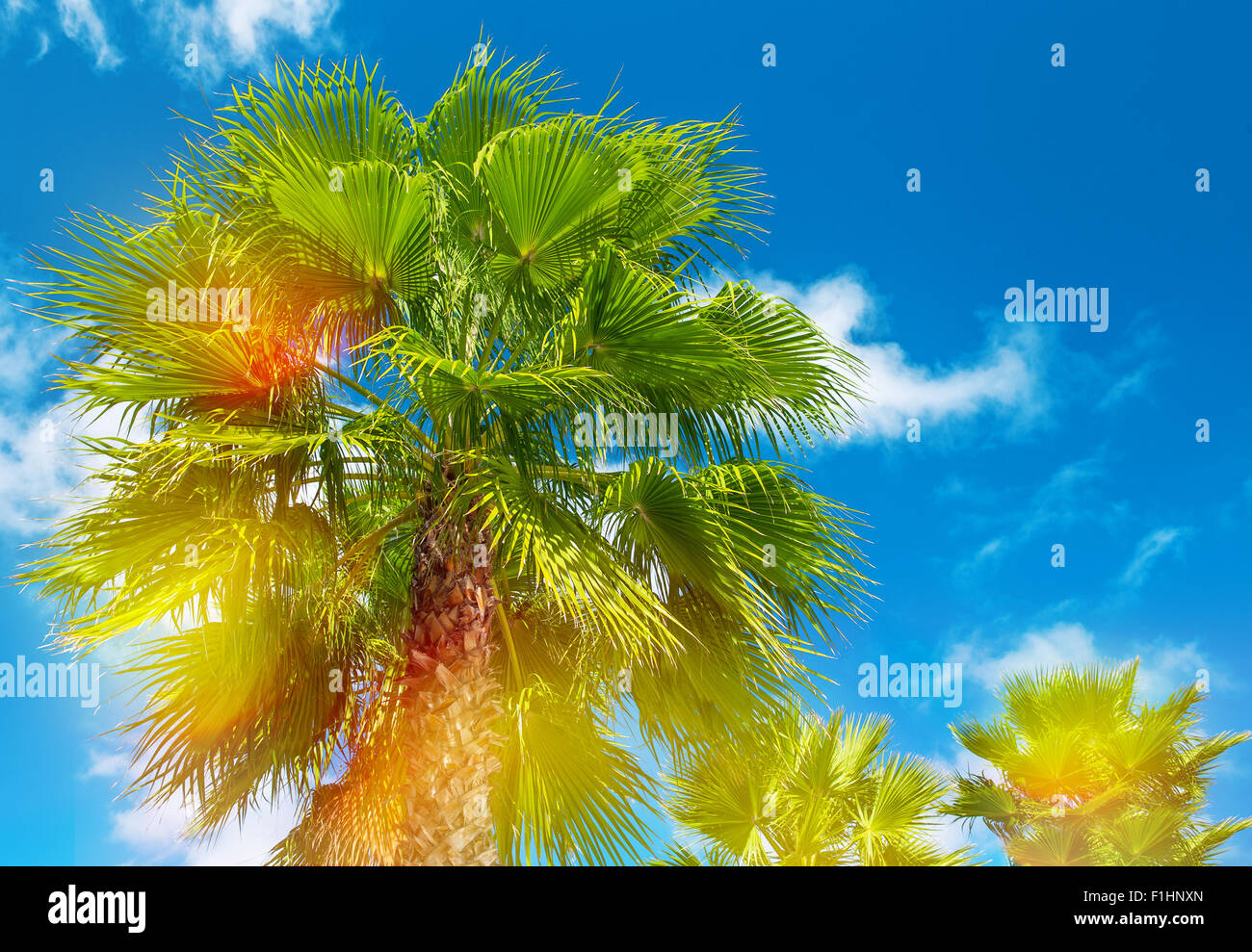Alberi di Palma con sunny blue sky. Vacanze estive con uno sfondo con perdite di luce e di riflessi lente Foto Stock