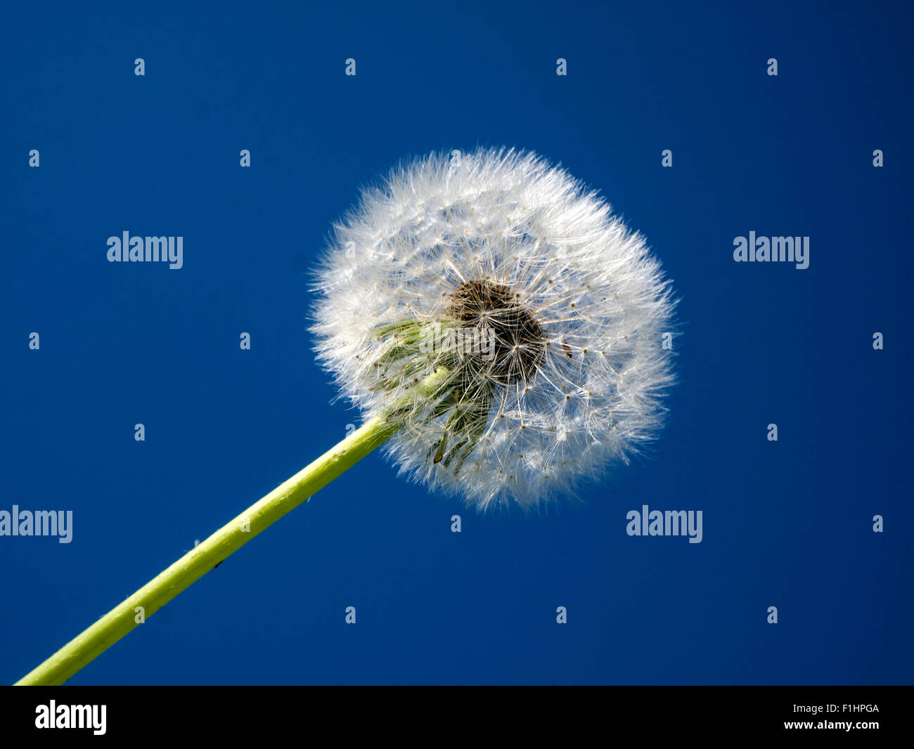Seme Dandylion testa contro un cielo blu Foto Stock
