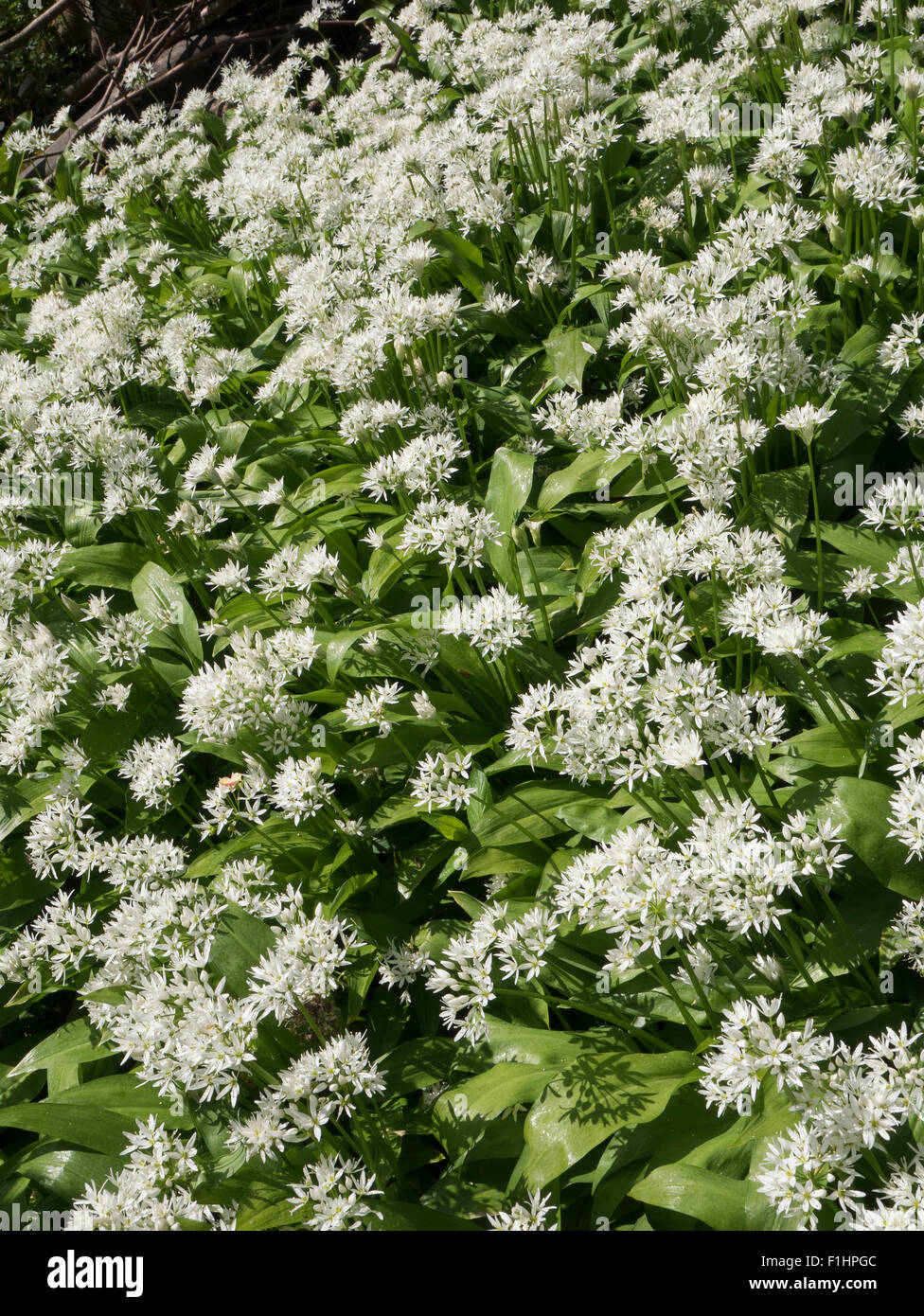 Aglio selvatico, Allium ursinum Foto Stock