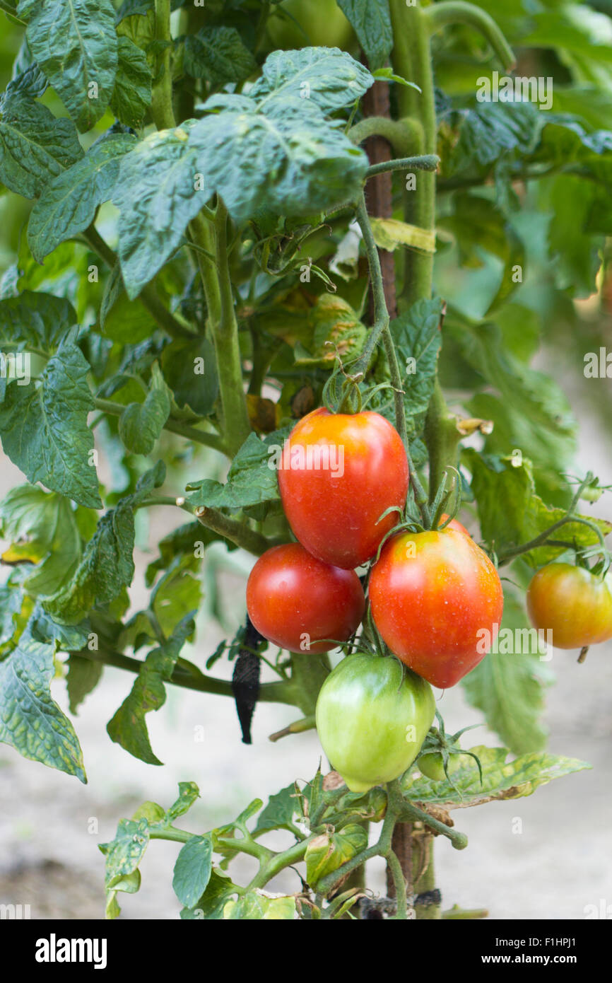 Pomodori cuore su una pianta verde in giardino Foto Stock