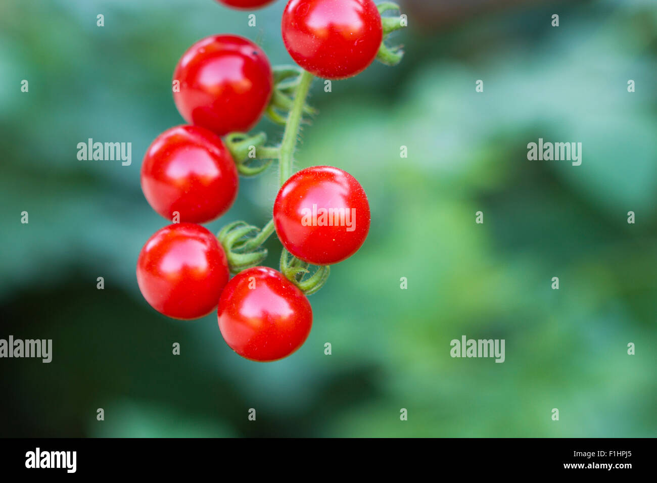 Grappolo di pomodori ciliegia isolato su sfondo verde Foto Stock
