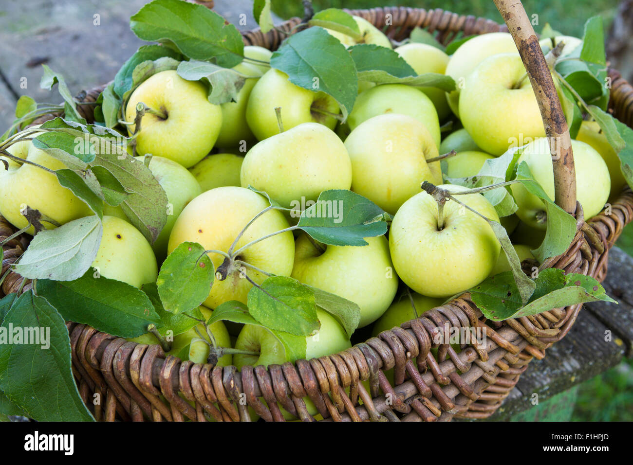 Organici di mele verdi in una vecchia e cesto di vimini Foto Stock