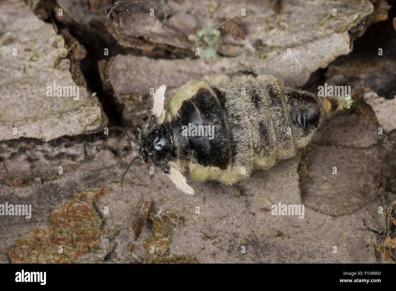 Vaporer moth, rusty tussock moth, femmina, Schlehenspinner, Weibchen, Kleiner Bürstenspinner, Orgyia antiqua, Orgyia recens Foto Stock