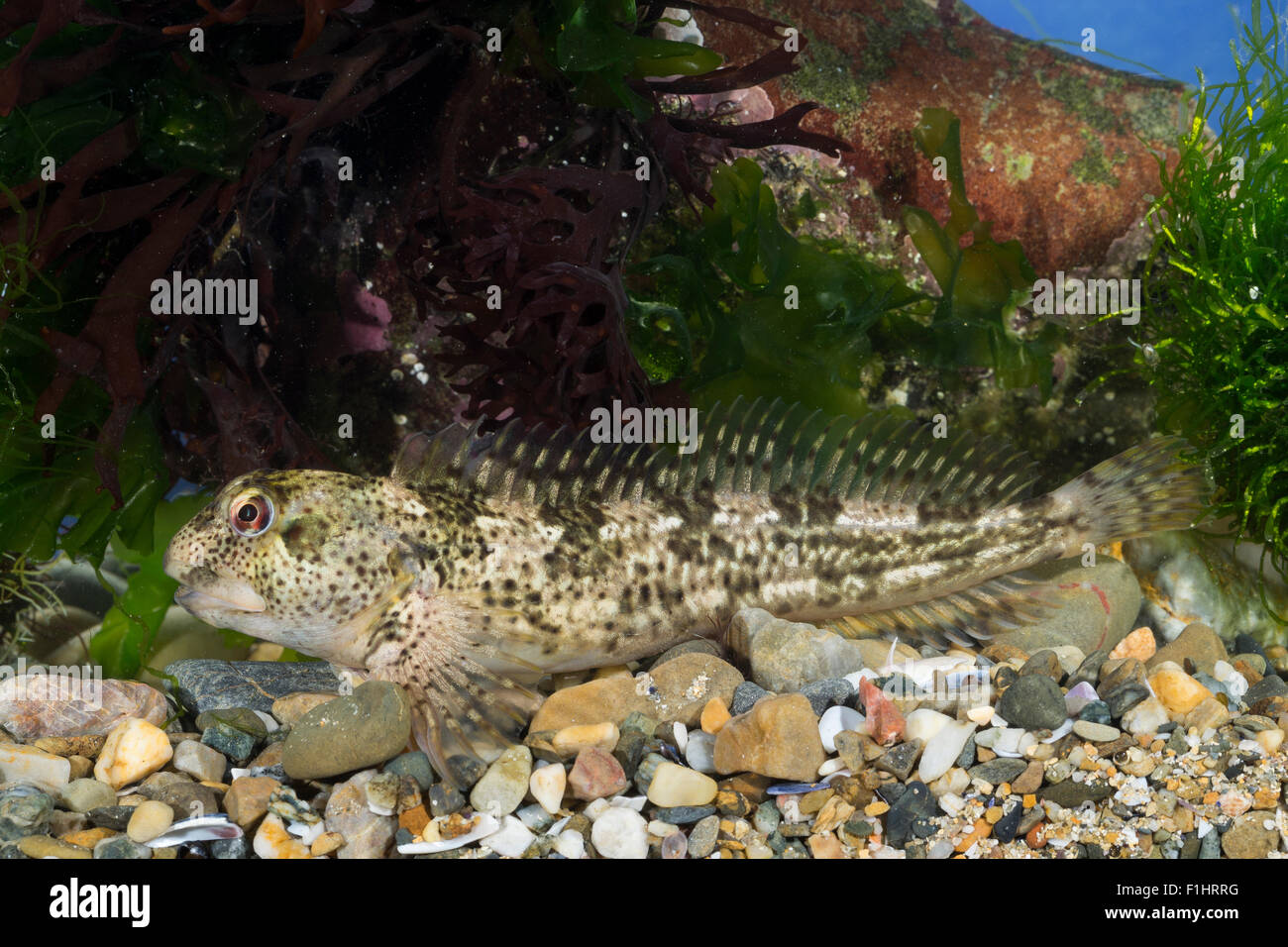 Shanny, combtooth bavose, Schan, Schleimlerche, Lipophrys pholis, Lipophris pholis, Blennius pholis, Le Mordocet, Schleimfisch Foto Stock