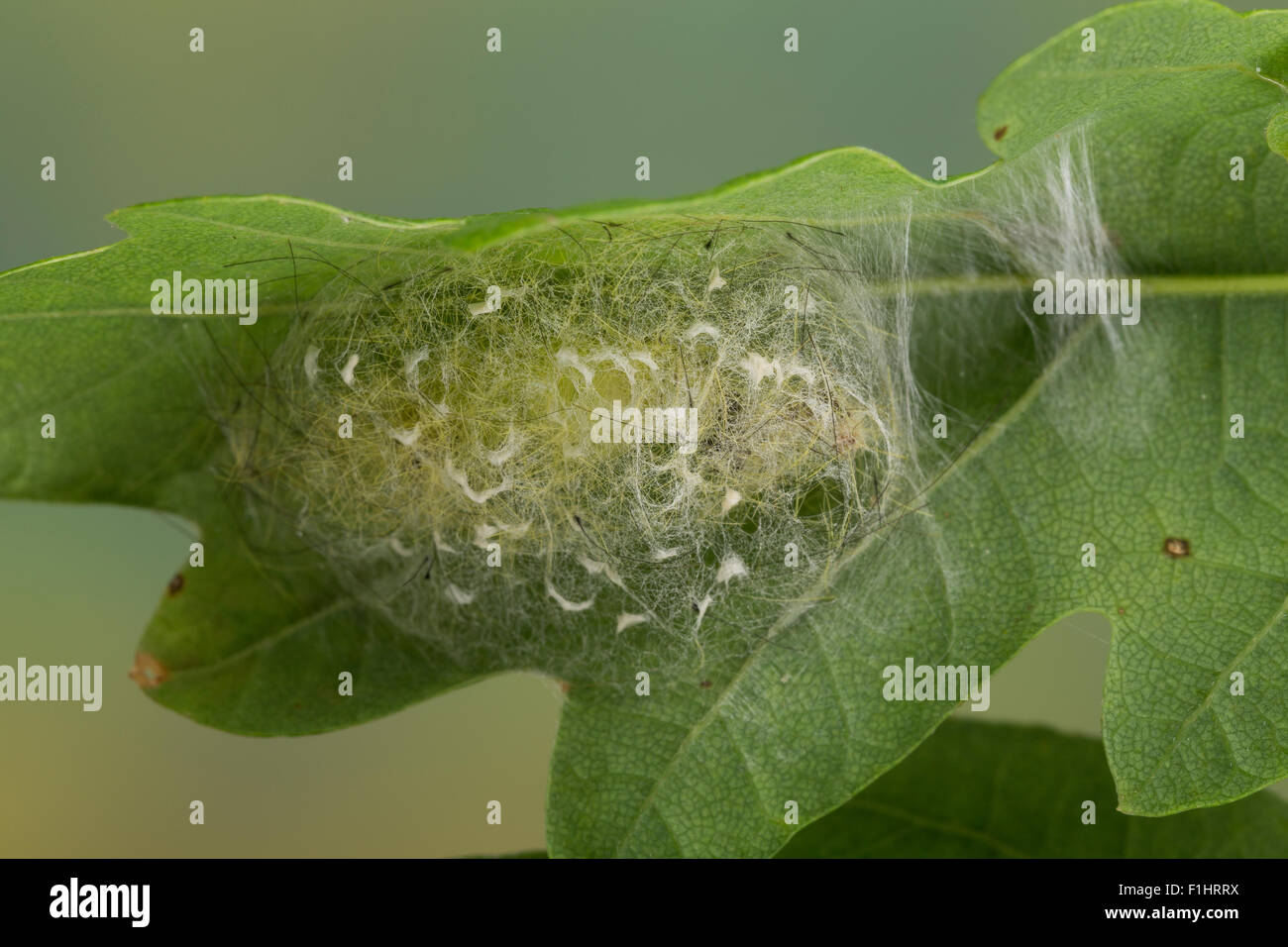 Vaporer moth, rusty tussock moth, pupa, Schlehenspinner, Puppe, Kokon, Kleiner Bürstenspinner, Orgyia antiqua, Orgyia recens Foto Stock