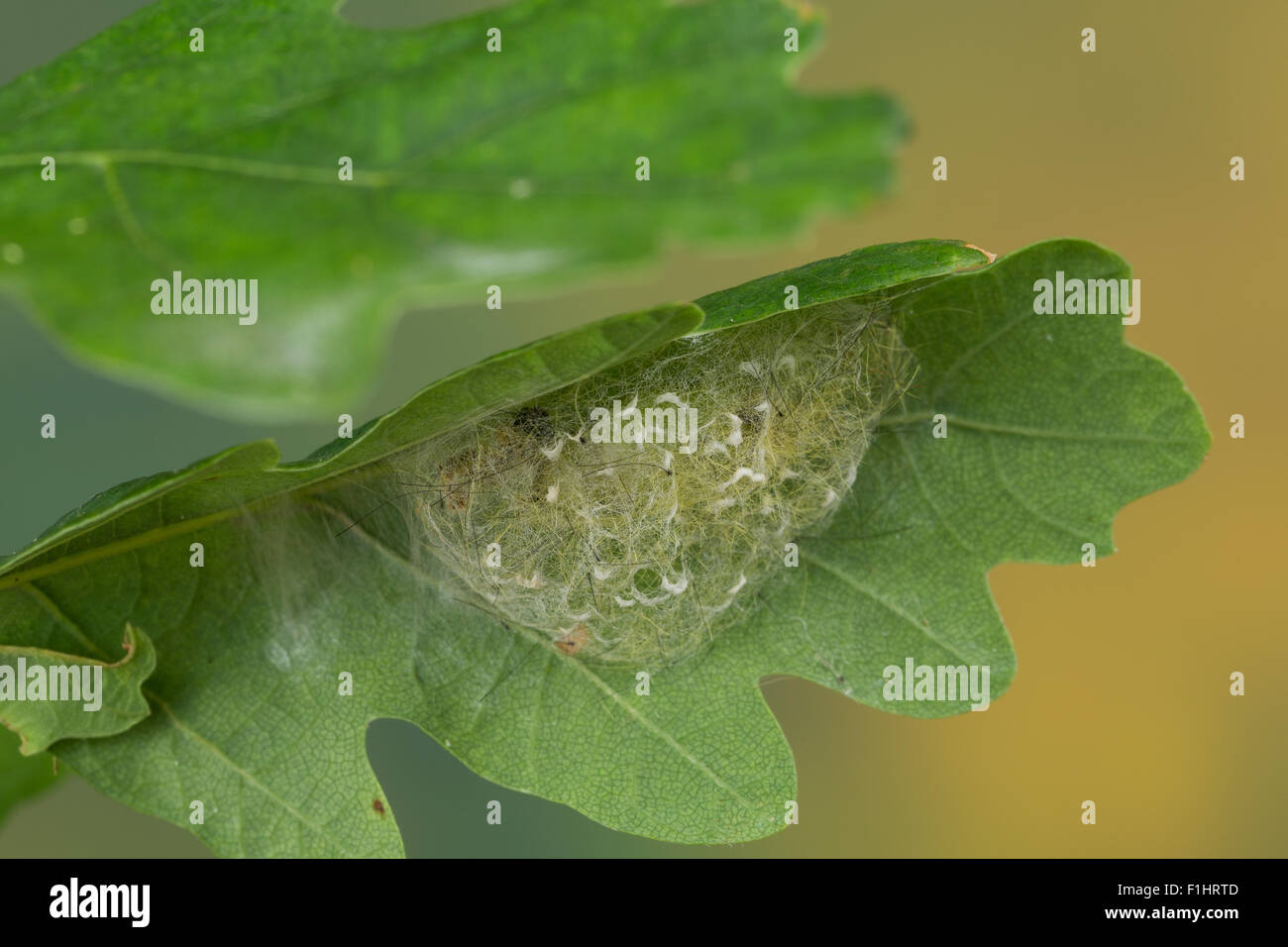 Vaporer moth, rusty tussock moth, pupa, Schlehenspinner, Puppe, Kokon, Kleiner Bürstenspinner, Orgyia antiqua, Orgyia recens Foto Stock