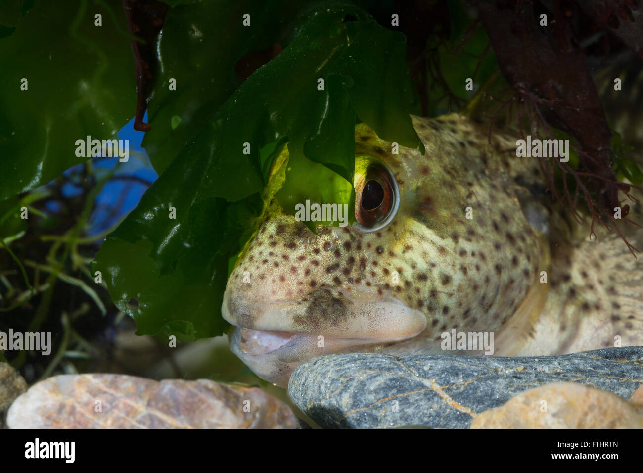 Shanny, combtooth bavose, Schan, Schleimlerche, Lipophrys pholis, Lipophris pholis, Blennius pholis, Le Mordocet, Schleimfisch Foto Stock