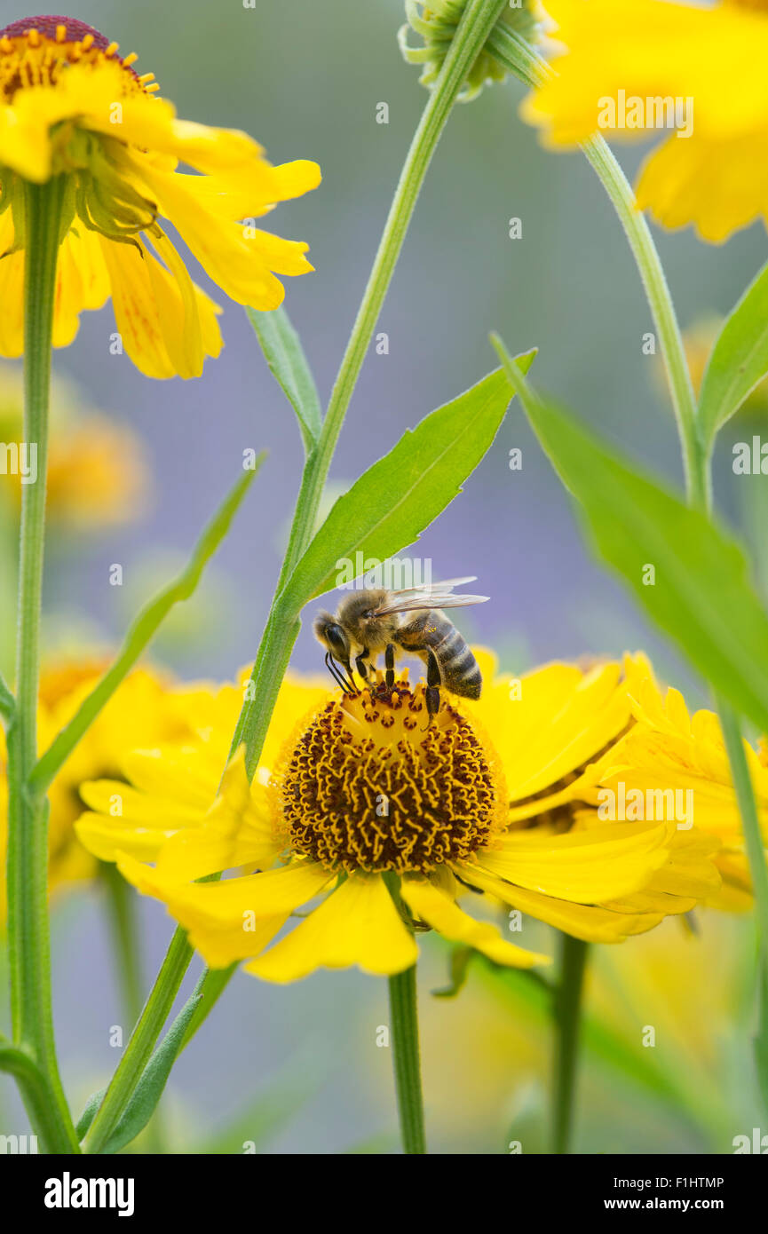 Il miele delle api su Helenium 'Riverton bellezza' Fiore. Sneezeweed Foto Stock