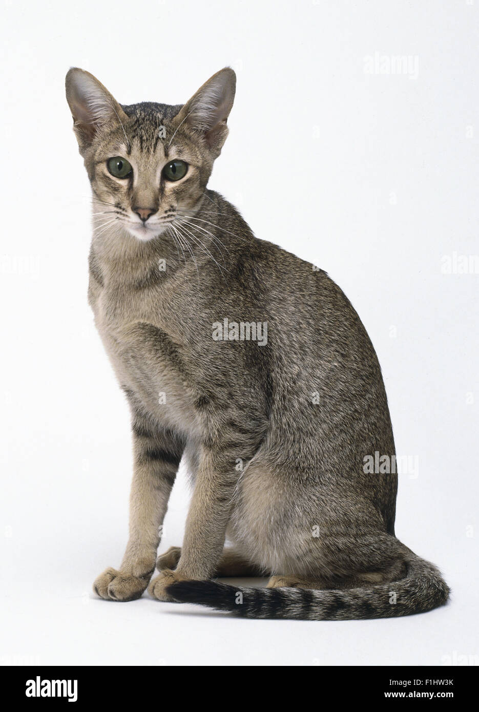 Seduto caramello Ticked Tabby Oriental Shorthair, rivolto in avanti Foto Stock