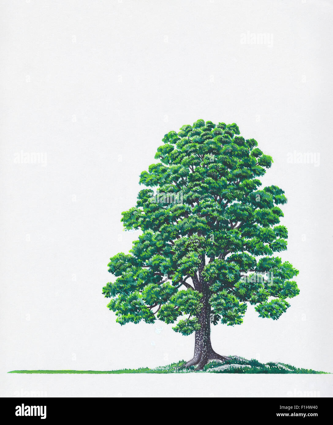 Illustrazione di Juniperus deppeana (Alligator Ginepro, Checcurbark Juniper) Foto Stock