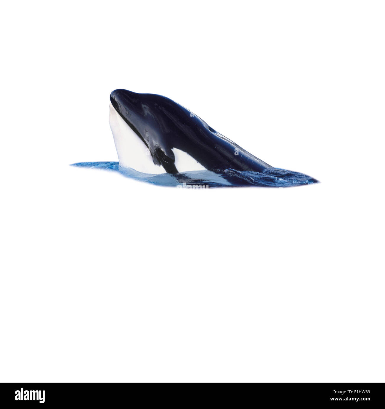 Balena Killer (Orcinus orca) con testa fuori di acqua Foto Stock