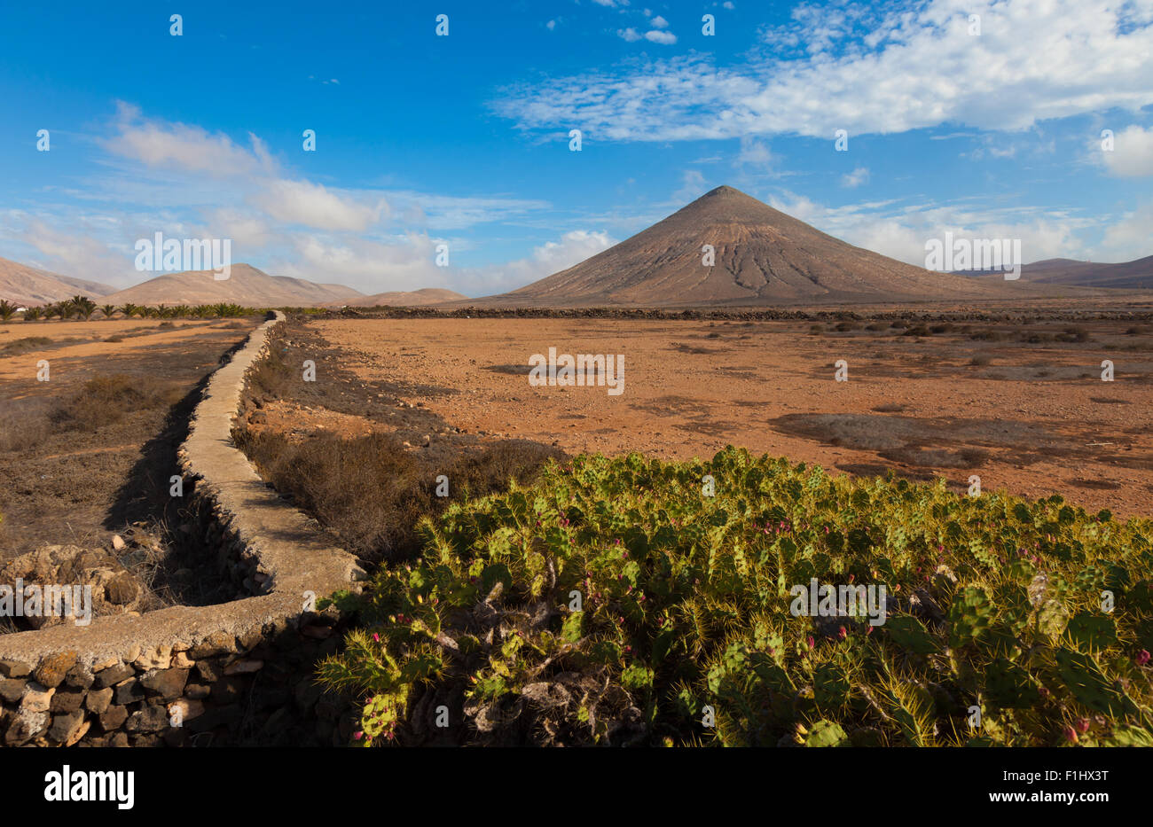 Cactus e il vulcano all'orizzonte le isole Canarie Foto Stock