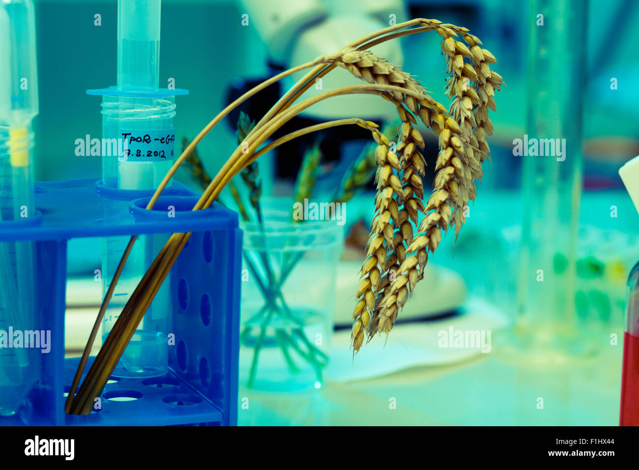 La ricerca di grano OGM in laboratorio Foto Stock
