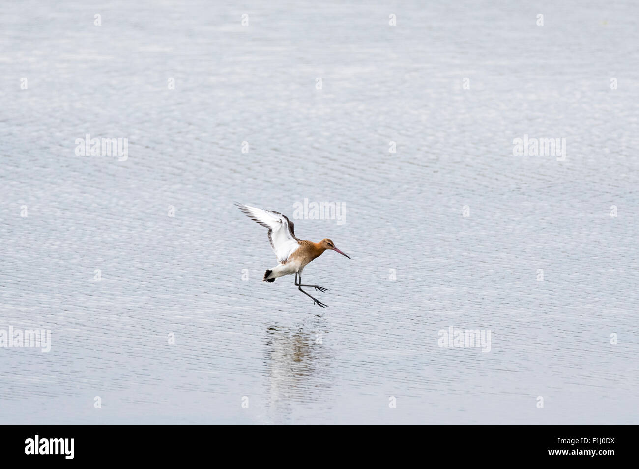 Un nero-tailed Godwit (parte di un 1000+gregge) in atterraggio a la laguna di due Tree Island, Leigh on Sea, Essex Foto Stock