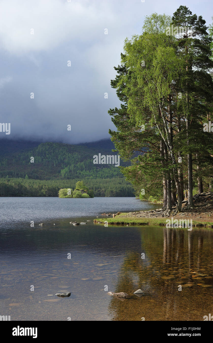 Pineta a pino silvestre attorno a Loch un Eilein in Rothiemurchus, residuo della foresta di Caledonian nei Cairngorms NP, Scotland, Regno Unito Foto Stock
